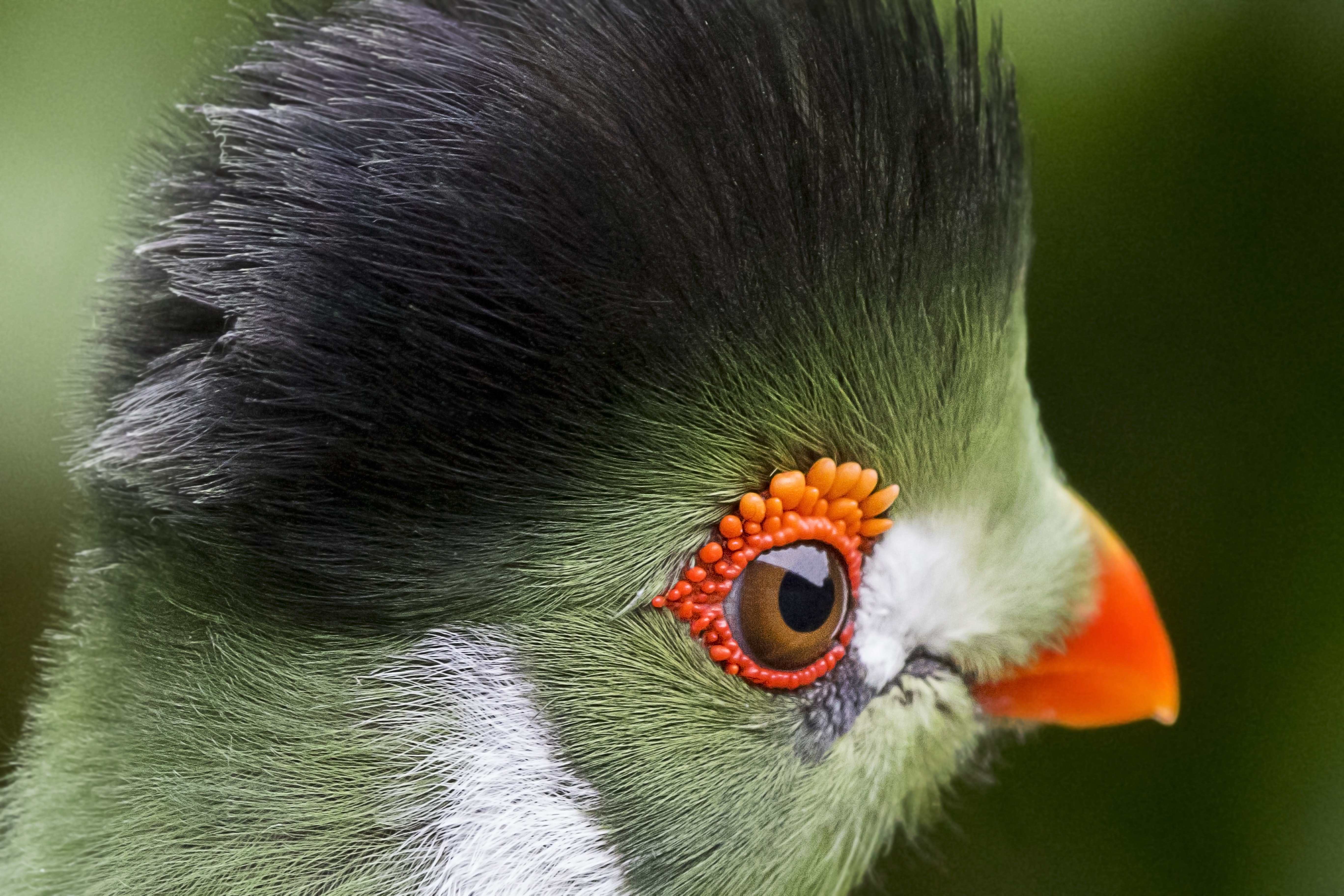 Parkwatervogels Galluvet Vogels En Pluimvee